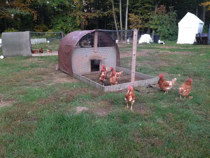 pastured backyard chicken roaming