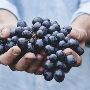 a person holding a handful of purple grapes