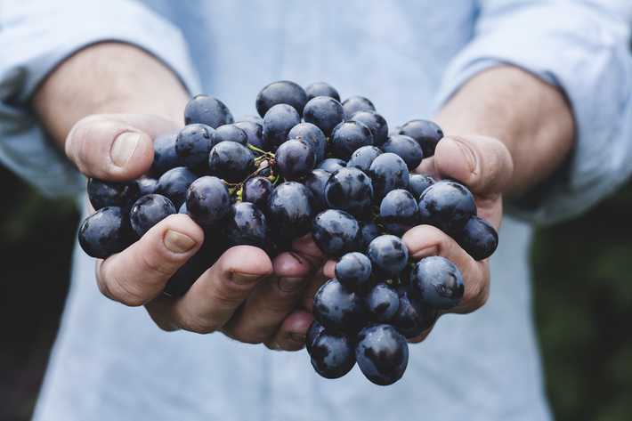 a person holding a handful of purple grapes