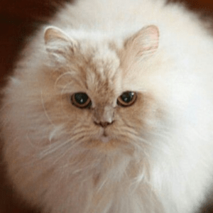 a poofy white cat that looks like a big ball of hair 