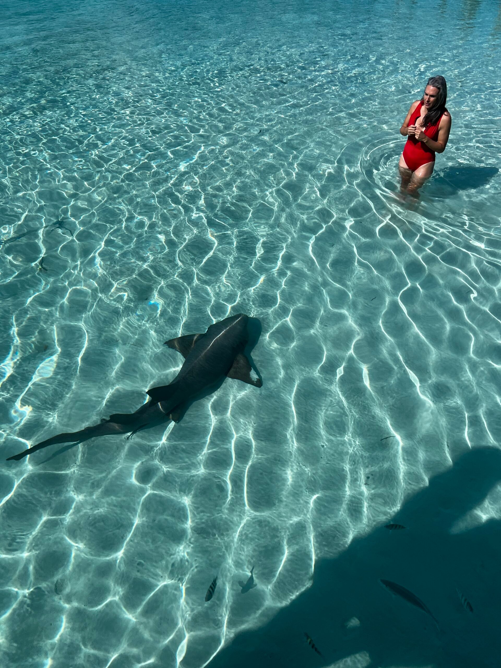 A woman in the water with a nurse shark.
