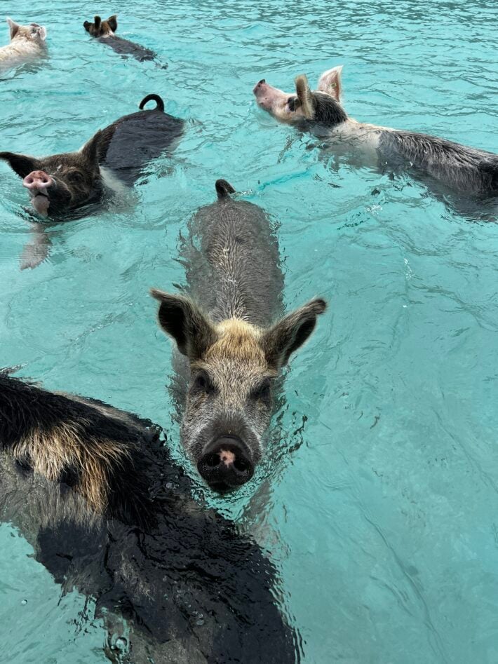 Pigs swimming in Exuma.