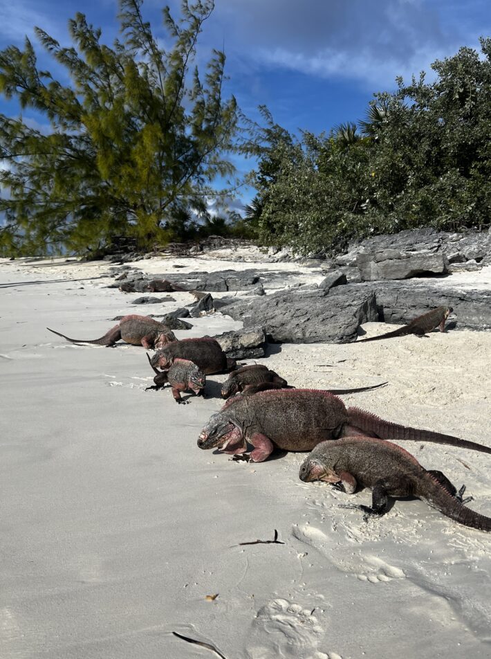A lineup of iguanas on the beach.